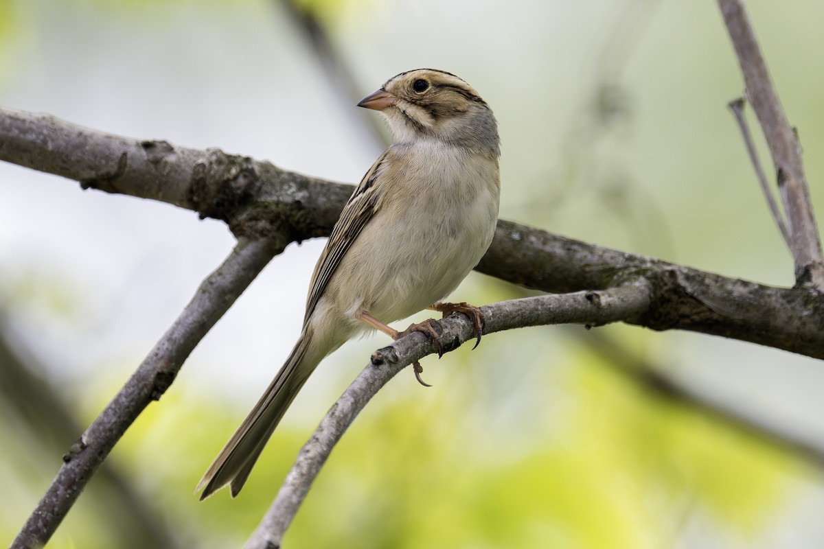 Clay-colored Sparrow - ML619146986