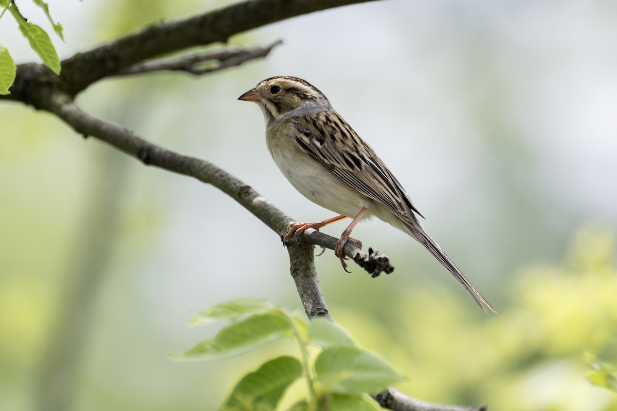 Clay-colored Sparrow - ML619146987