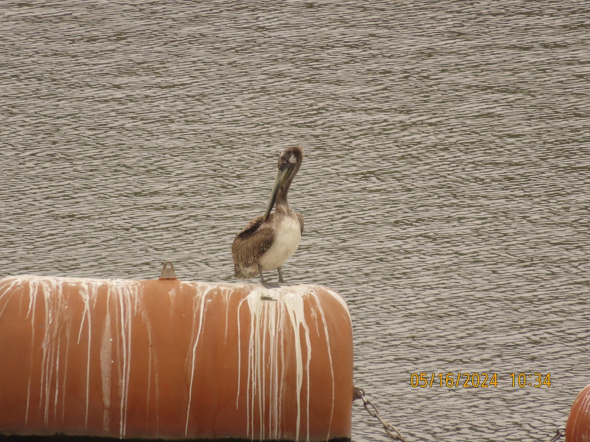 pelikán hnědý - ML619147013