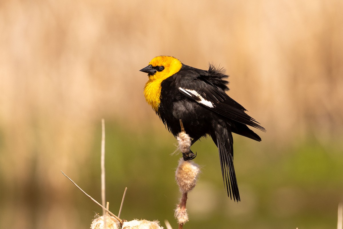 Yellow-headed Blackbird - ML619147020