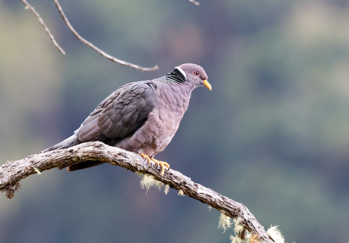 Band-tailed Pigeon - ML619147022
