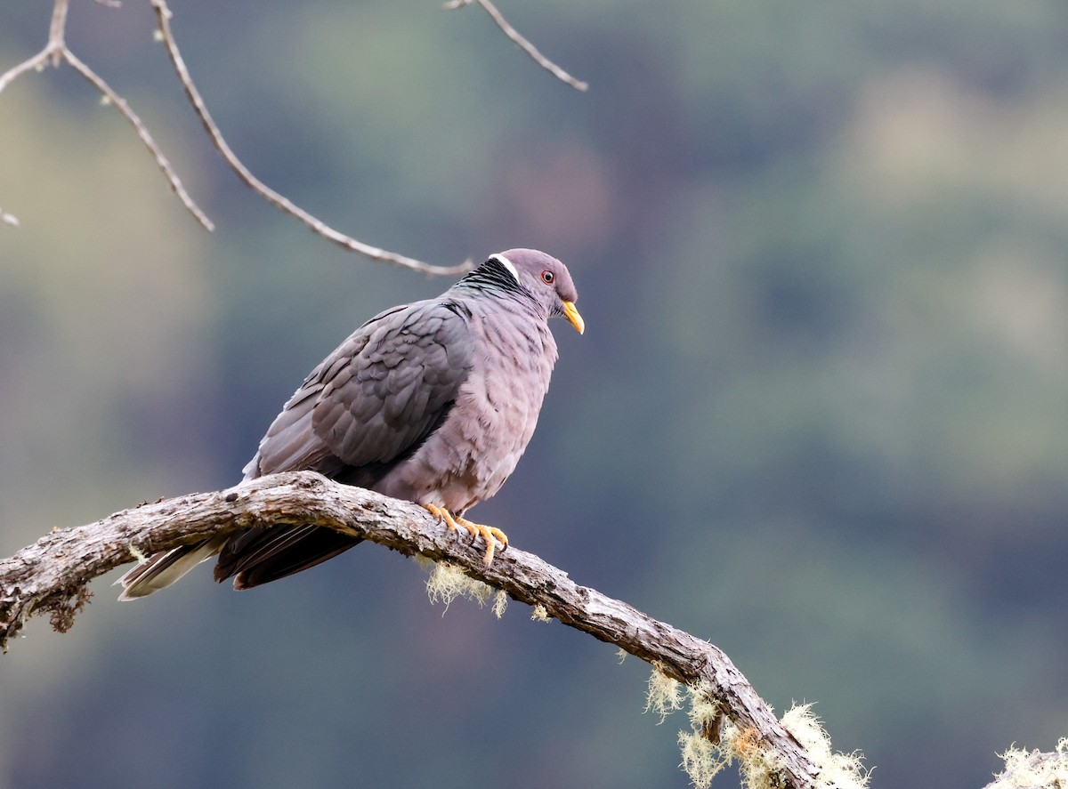 Band-tailed Pigeon - ML619147023