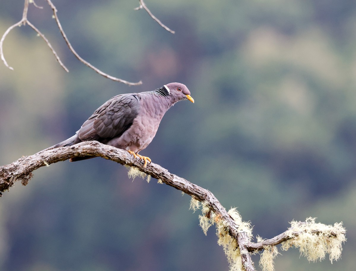 Band-tailed Pigeon - ML619147024
