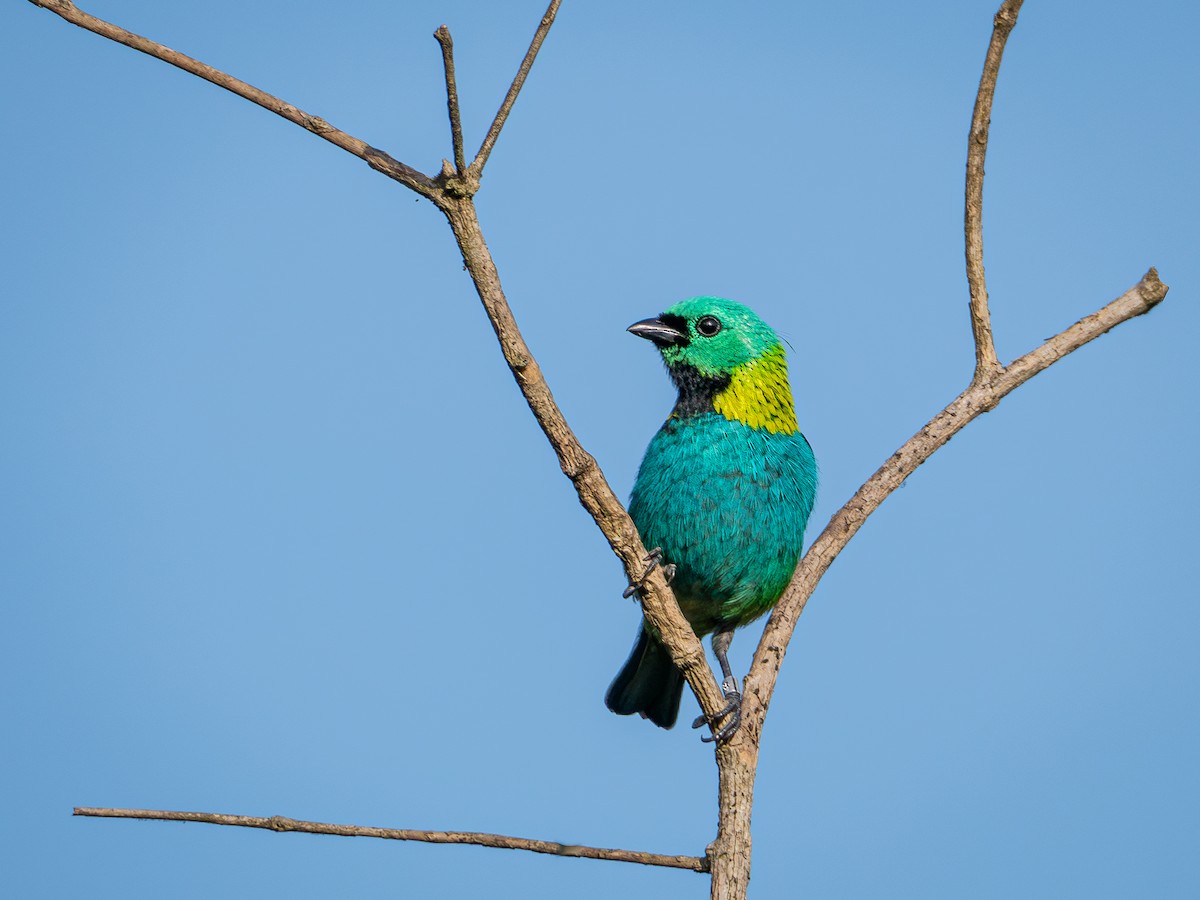 Green-headed Tanager - ML619147033