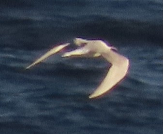 Arctic Tern - ML619147087