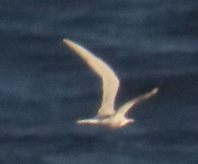 Arctic Tern - ML619147088