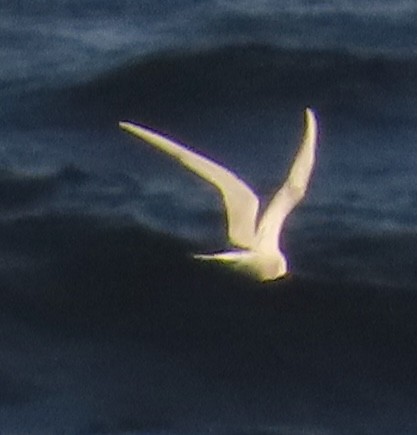 Arctic Tern - ML619147089