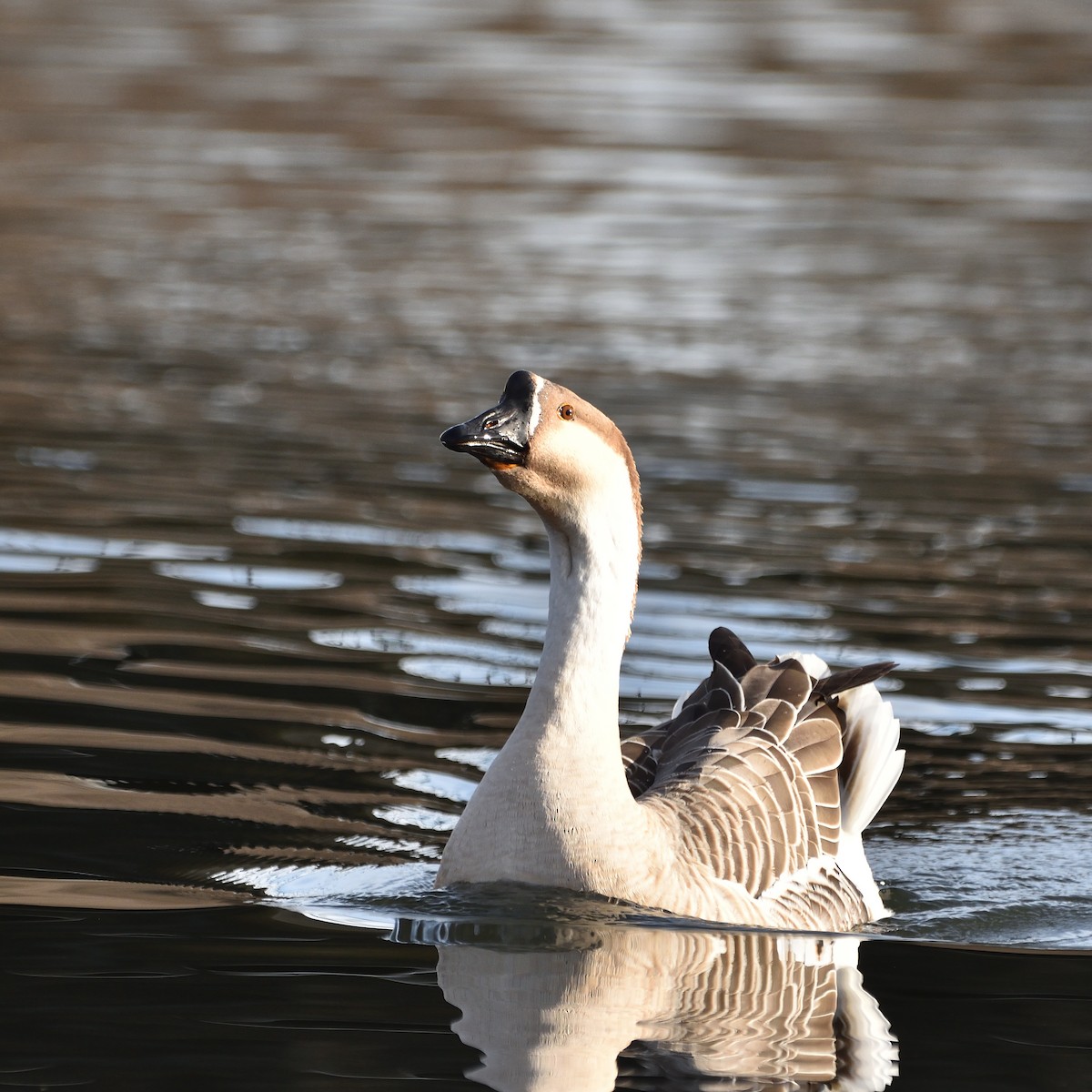 Swan Goose (Domestic type) - ML619147090