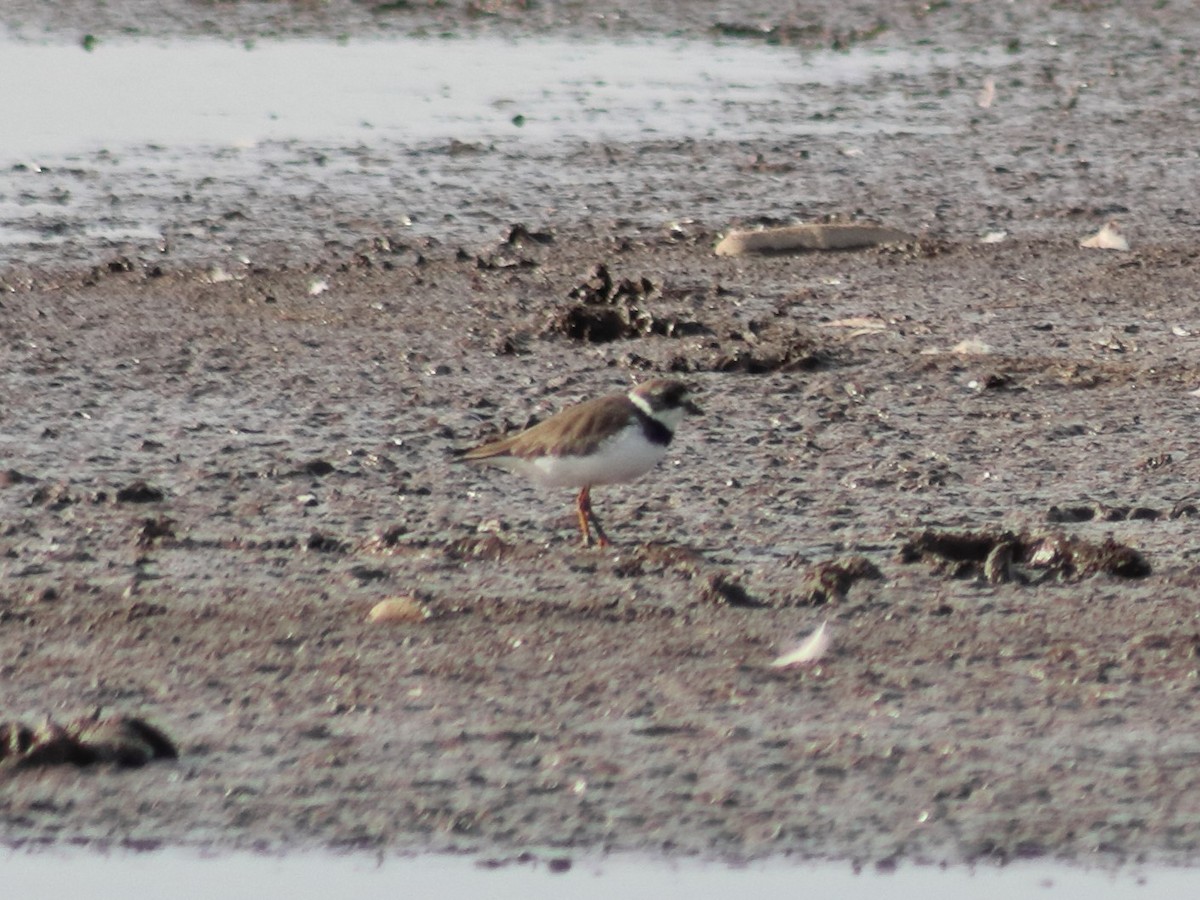 Semipalmated Plover - ML619147095