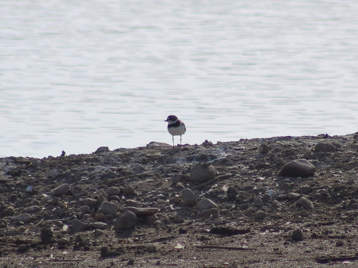 Semipalmated Plover - ML619147096