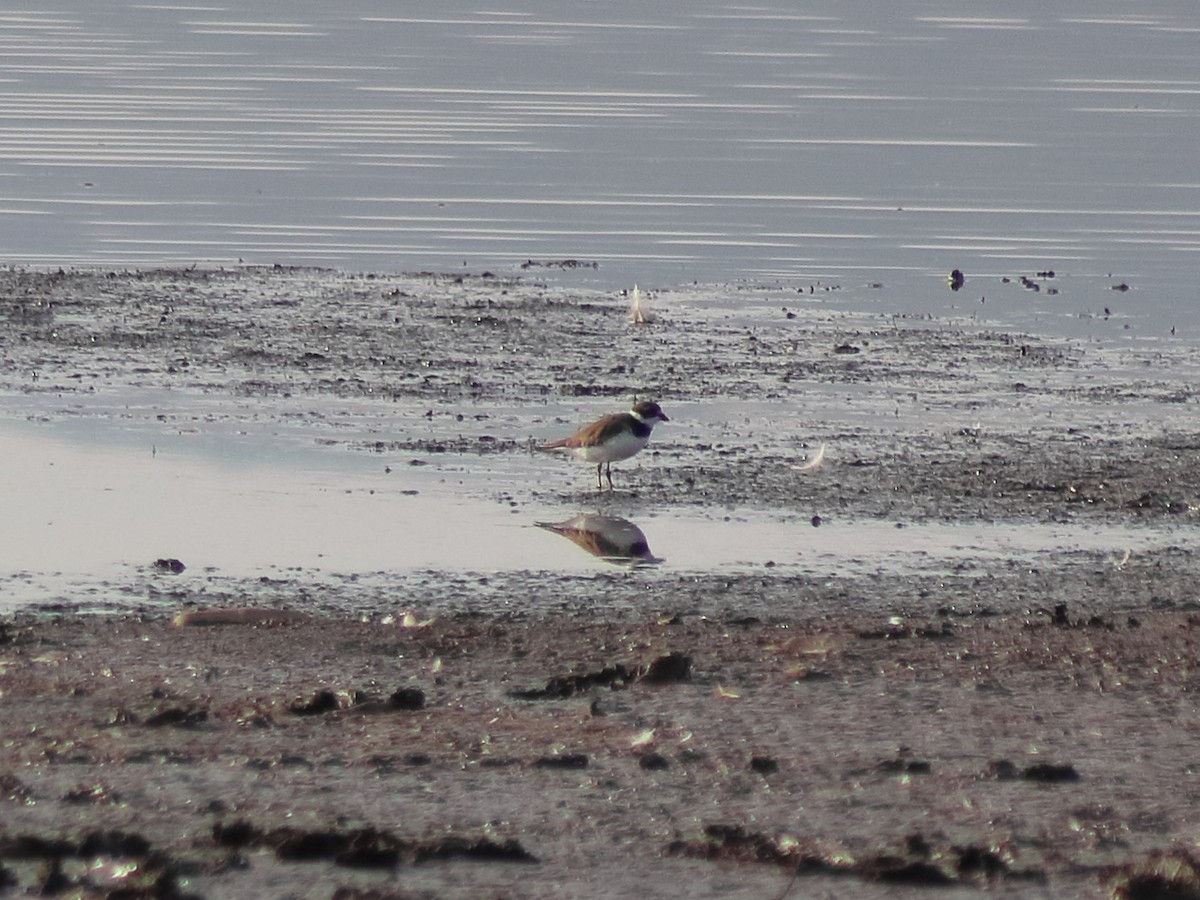 Semipalmated Plover - ML619147097