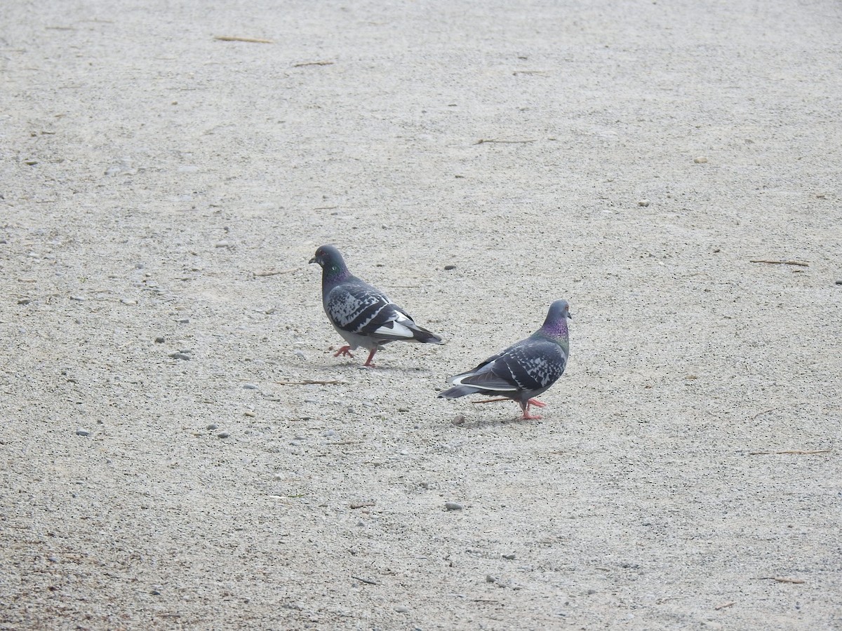 Rock Pigeon (Feral Pigeon) - ML619147100