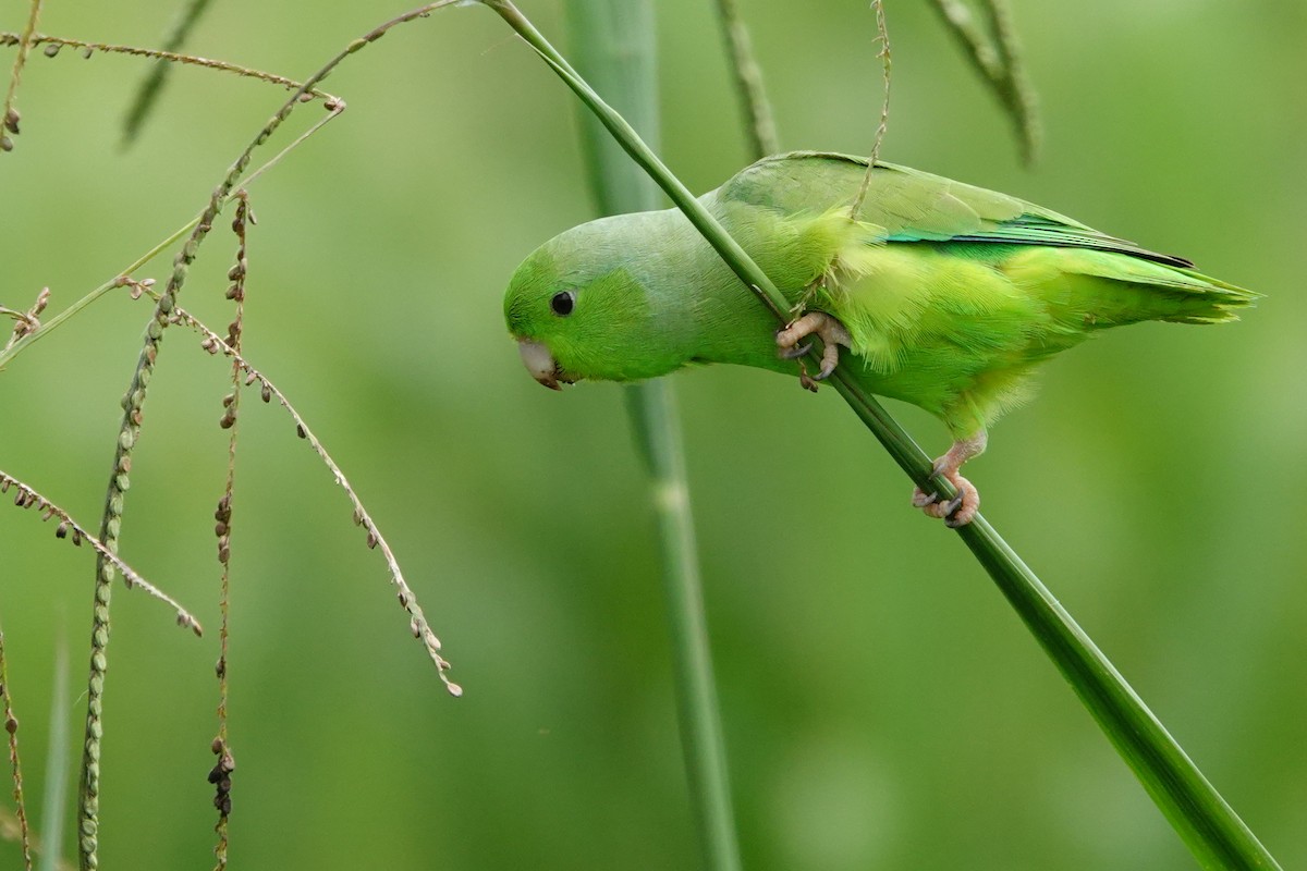 Yeşil Sokumlu Serçe Papağanı - ML619147106