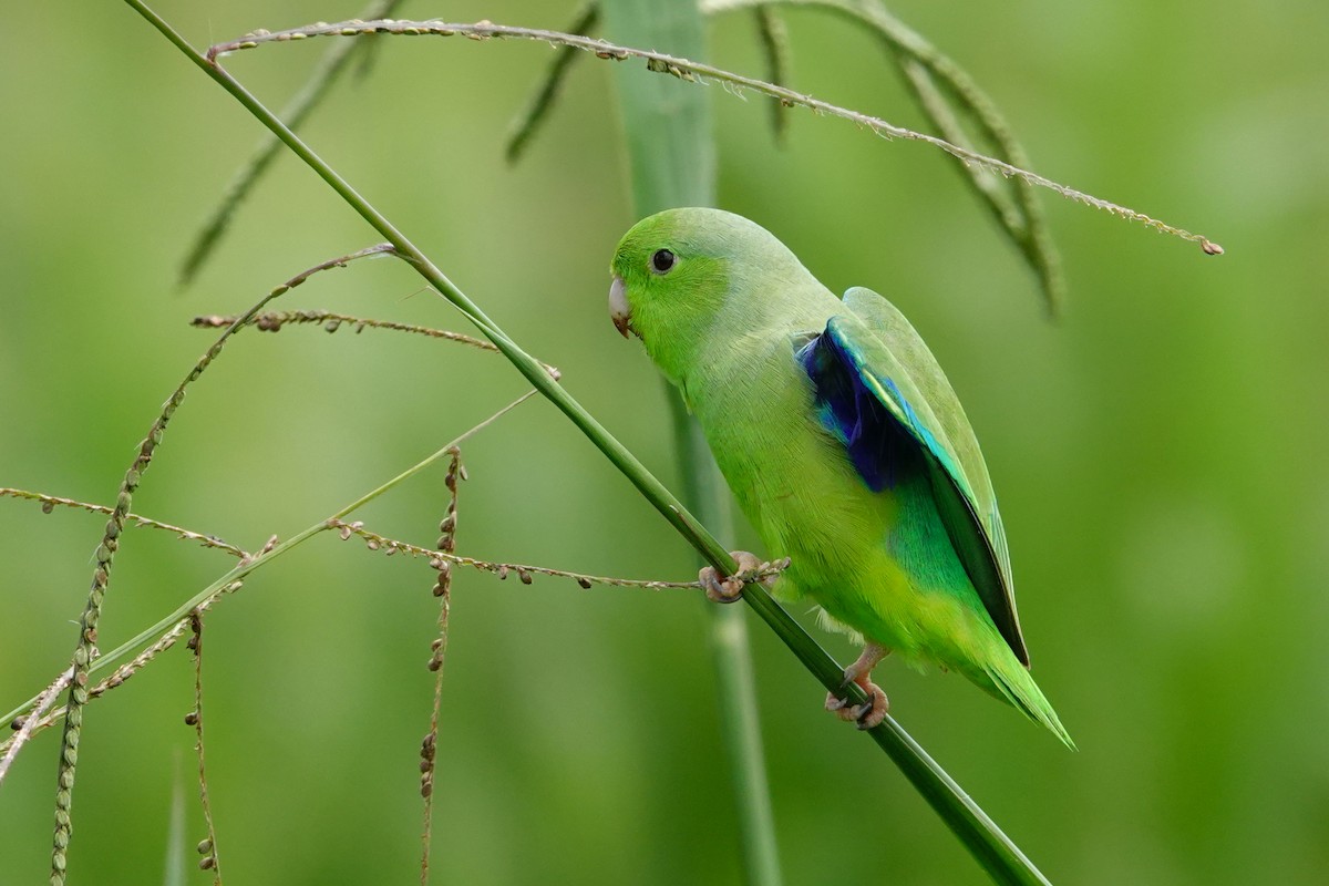 Yeşil Sokumlu Serçe Papağanı - ML619147109