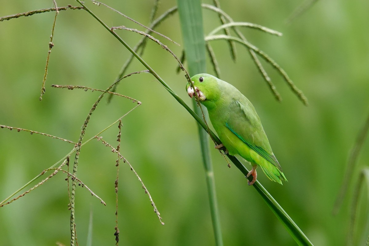 Yeşil Sokumlu Serçe Papağanı - ML619147110