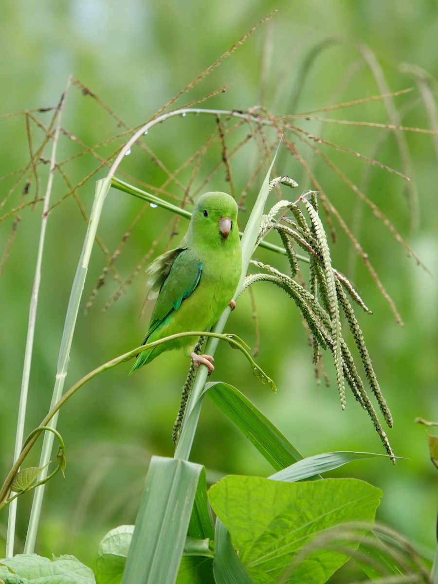Yeşil Sokumlu Serçe Papağanı - ML619147111