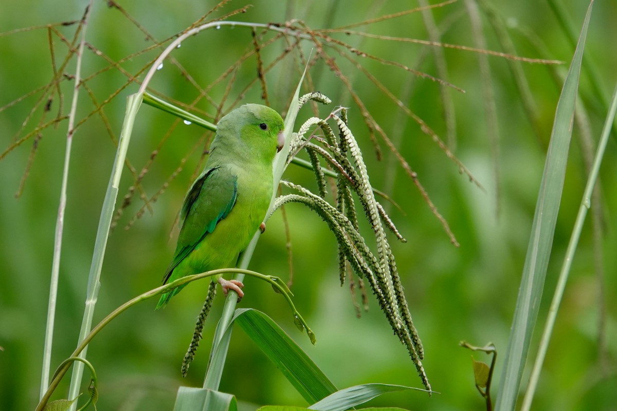Yeşil Sokumlu Serçe Papağanı - ML619147113