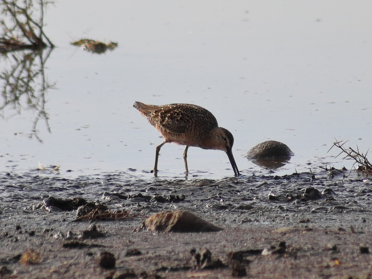Long-billed Dowitcher - ML619147129