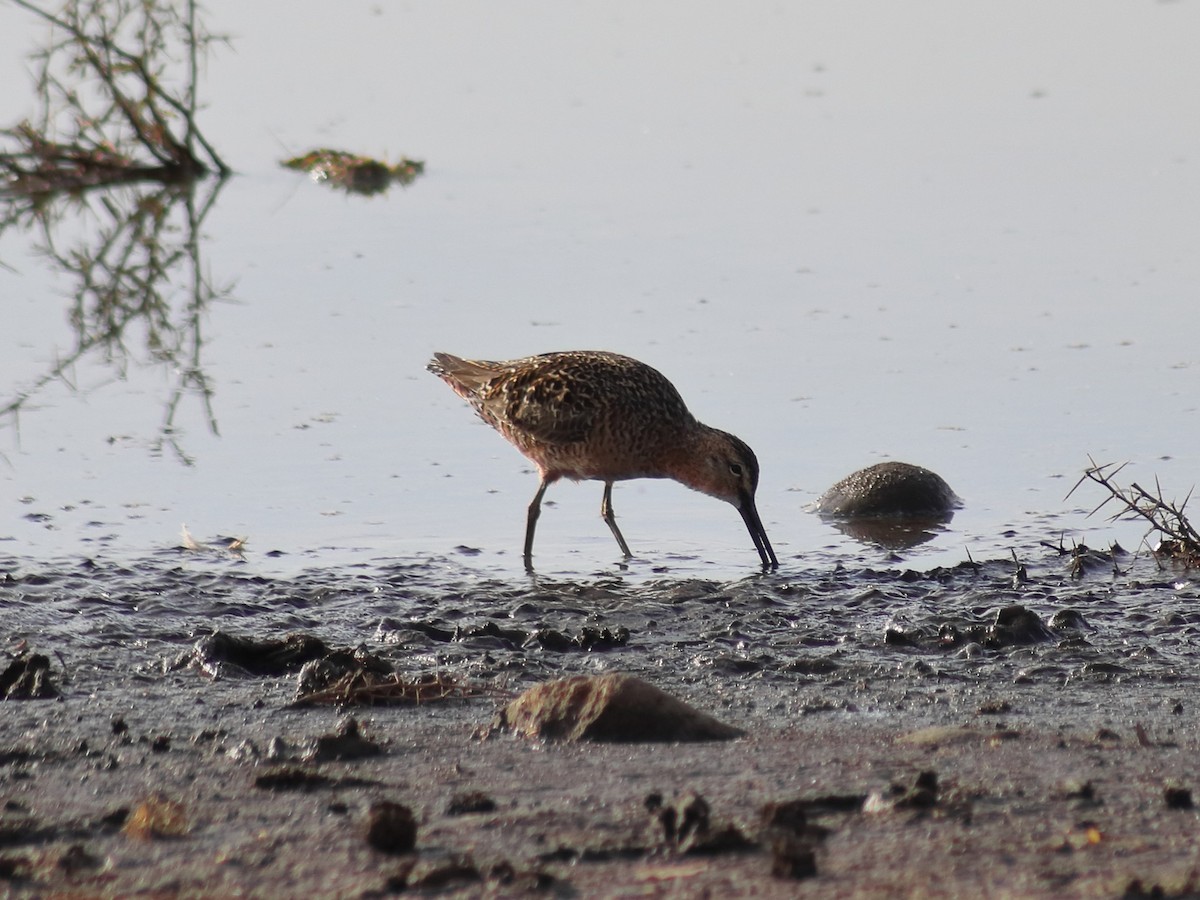 Long-billed Dowitcher - ML619147130