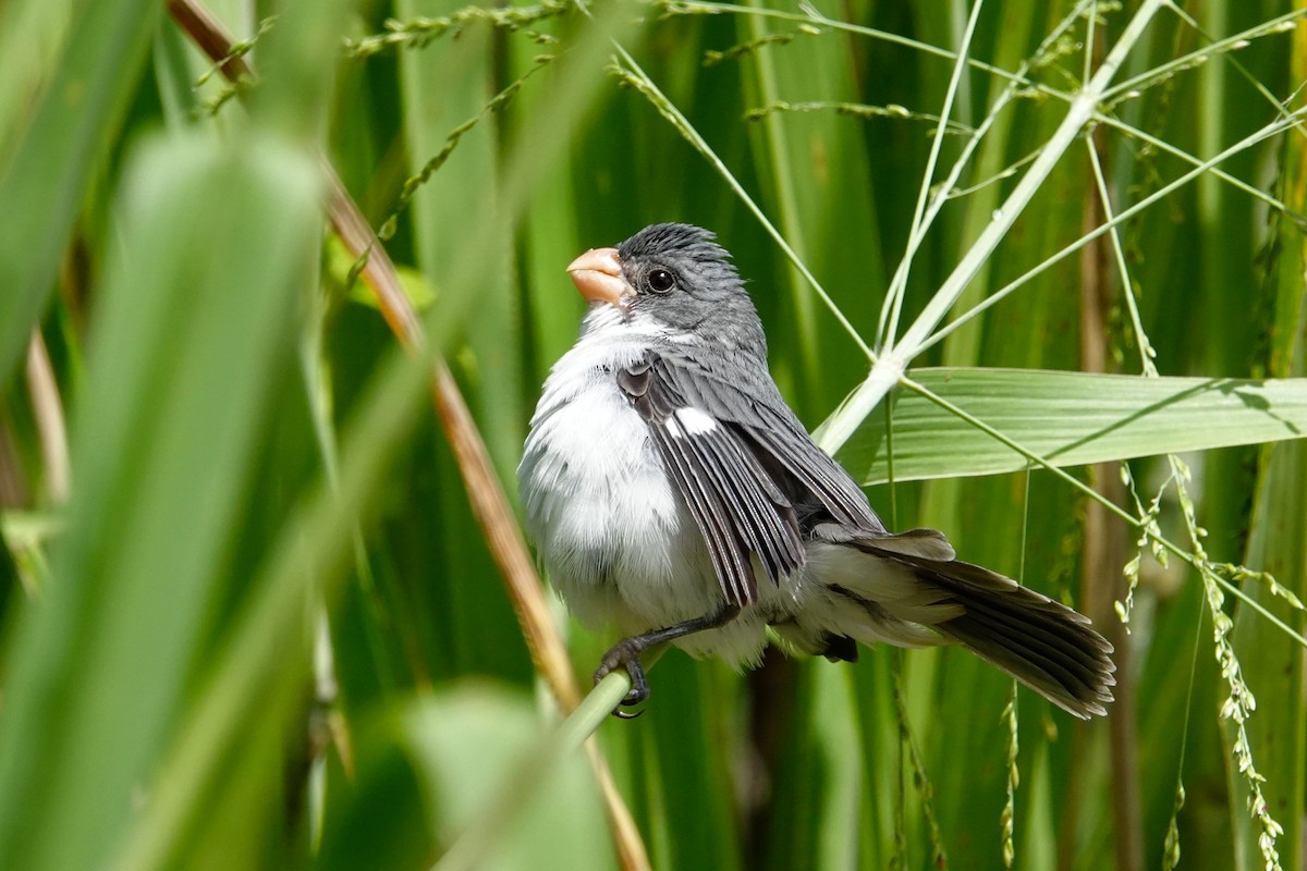 White-bellied Seedeater - ML619147190