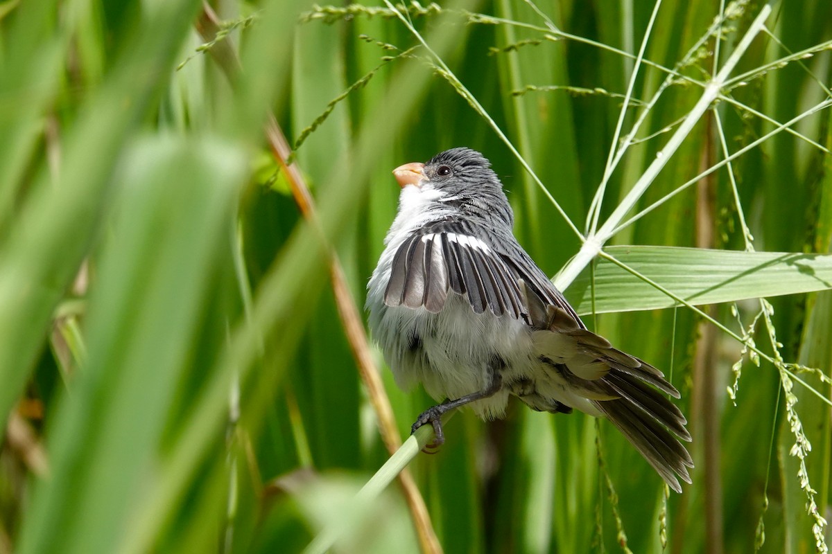 White-bellied Seedeater - ML619147191