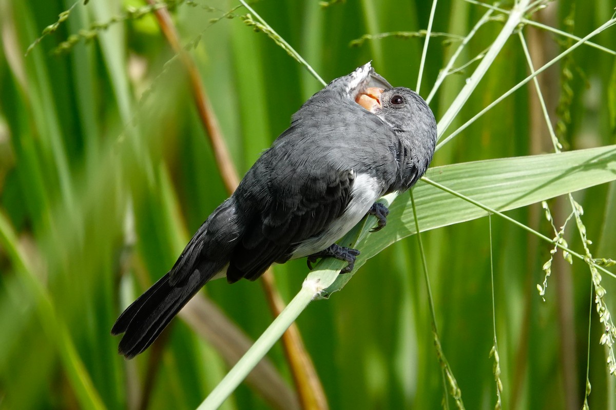 White-bellied Seedeater - ML619147192