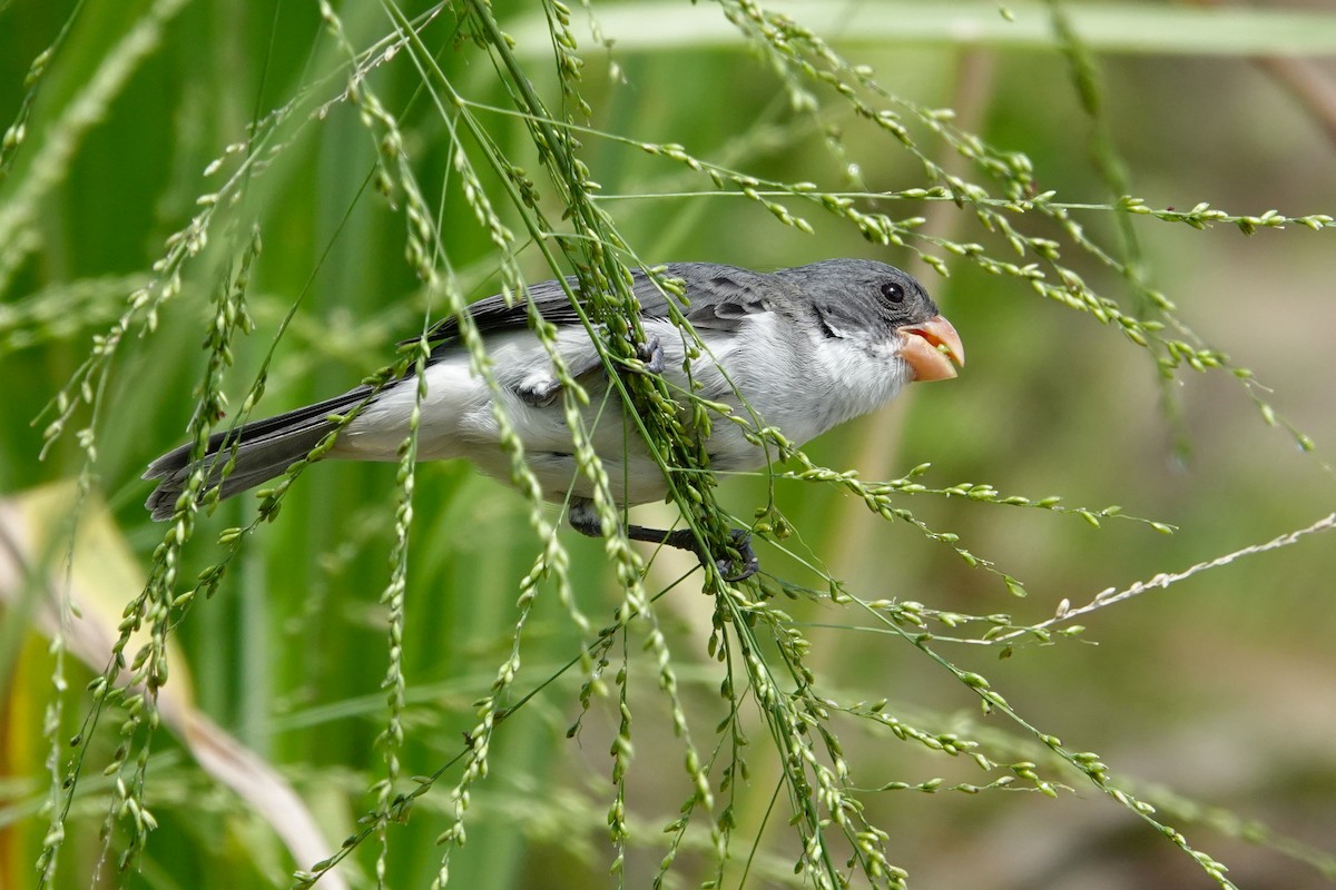 White-bellied Seedeater - ML619147193