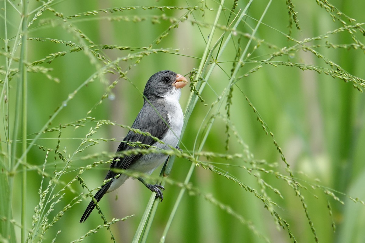 White-bellied Seedeater - ML619147194
