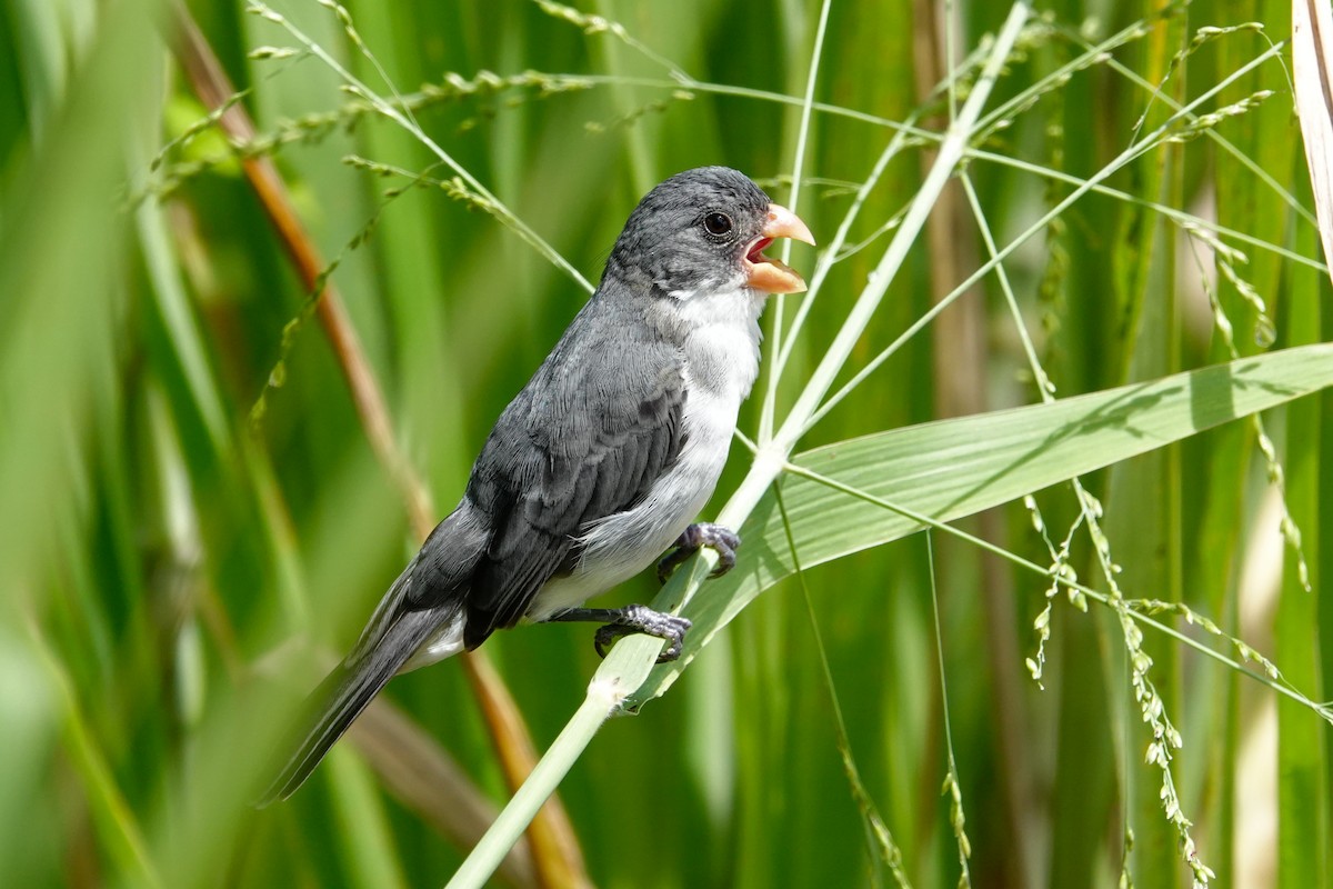 White-bellied Seedeater - ML619147197