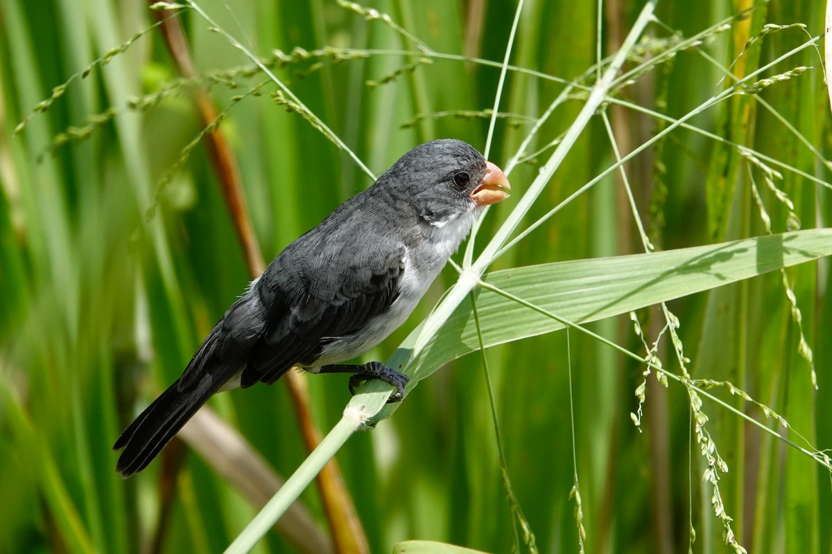 White-bellied Seedeater - ML619147198