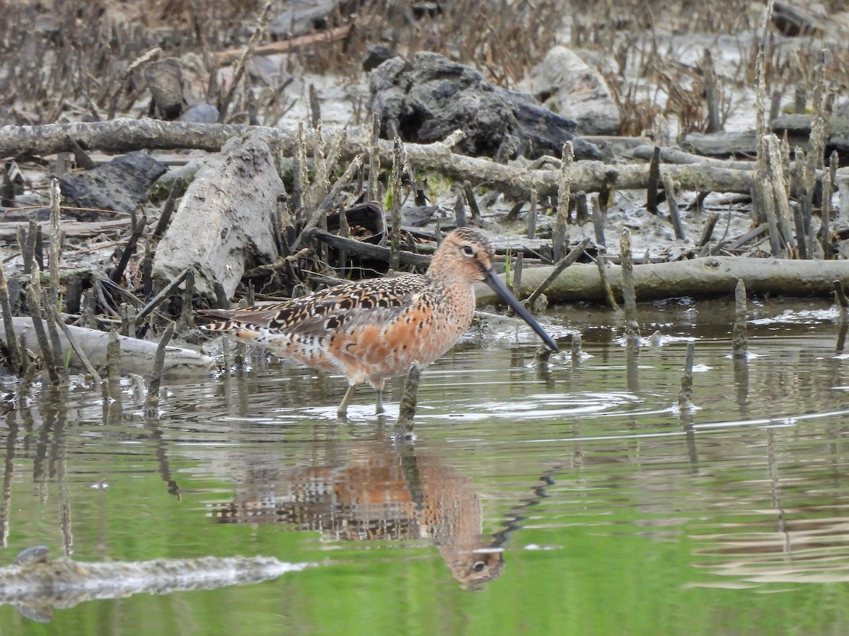 Long-billed Dowitcher - ML619147213