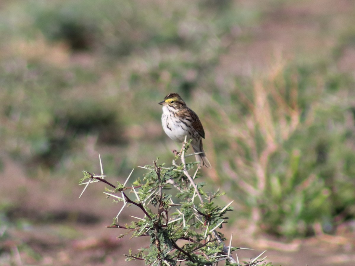 Savannah Sparrow - ML619147231