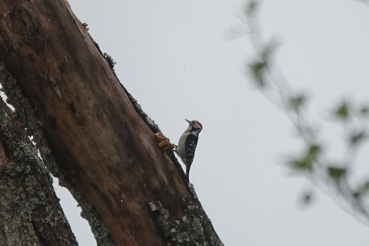 Lesser Spotted Woodpecker - ML619147240