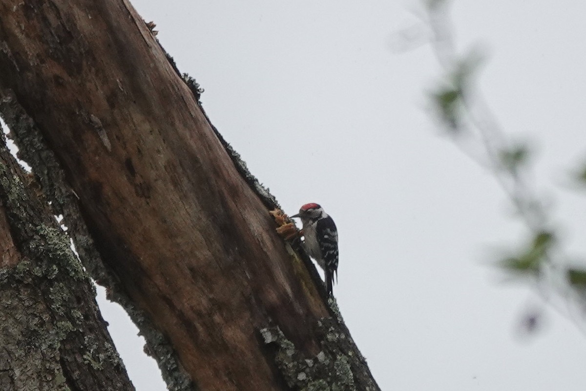 Lesser Spotted Woodpecker - ML619147241