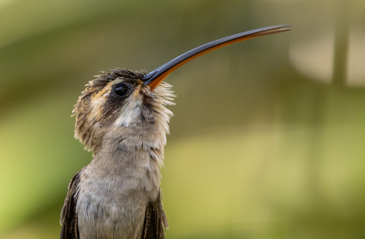 Мексиканский колибри-отшельник - ML619147244