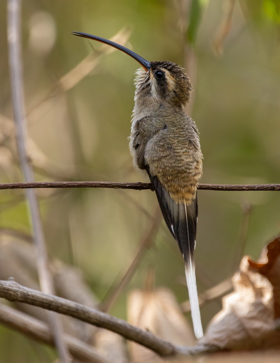 kolibřík západomexický - ML619147246