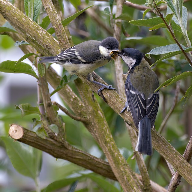 Adult feeding begging fledglings. - Great Tit - 