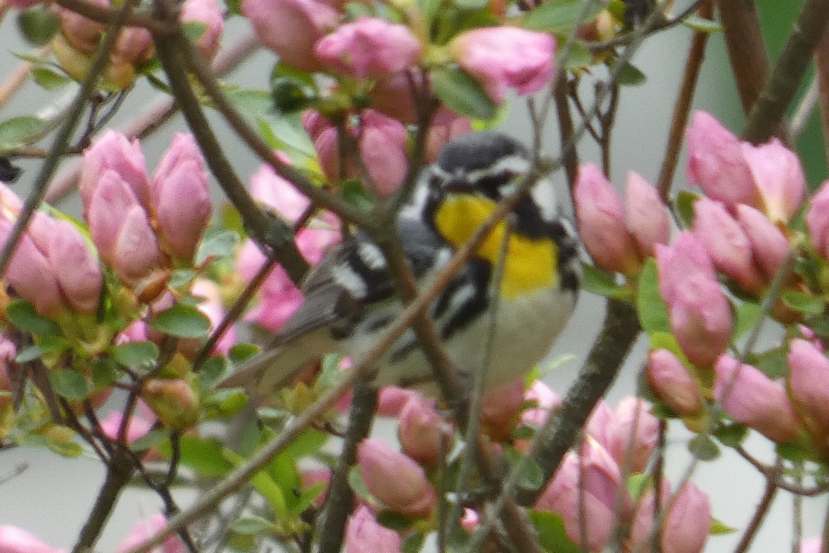 Yellow-throated Warbler - ML619147330