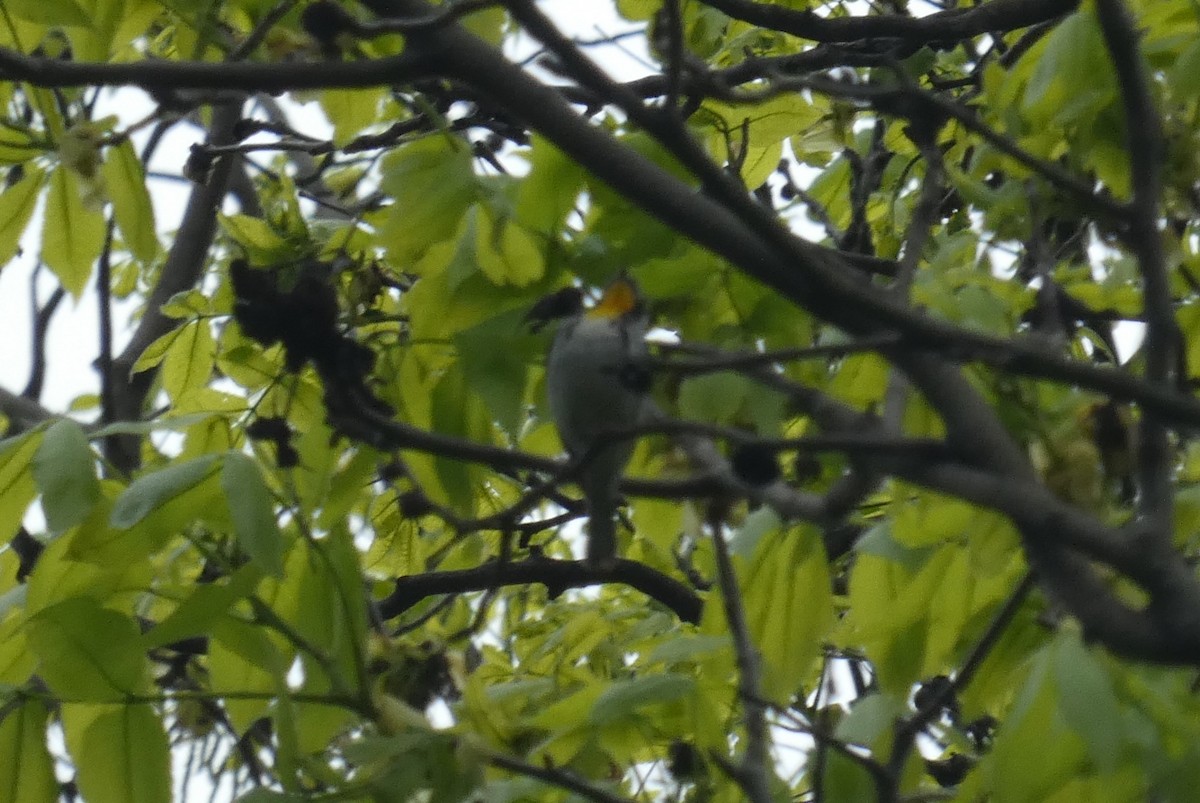 Yellow-throated Warbler - ML619147331