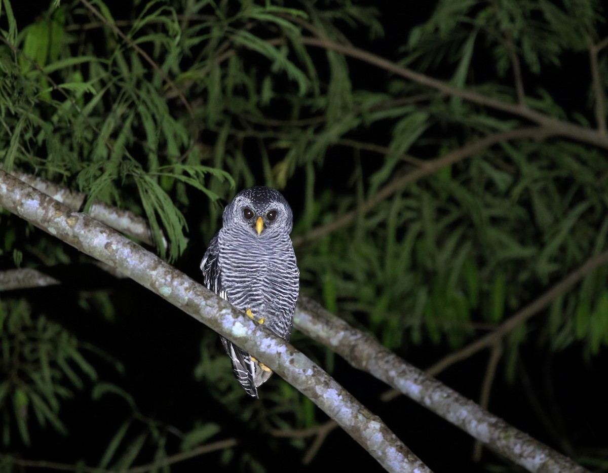 Black-banded Owl - ML619147388