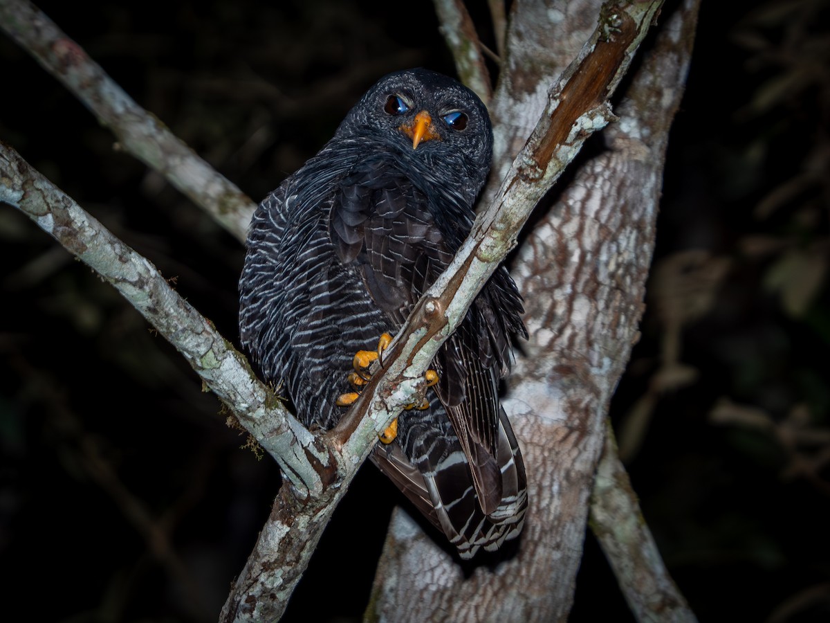 Black-banded Owl - ML619147400