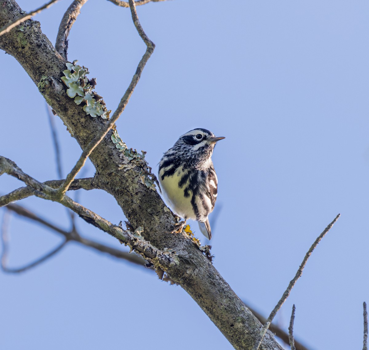 Black-and-white Warbler - ML619147404