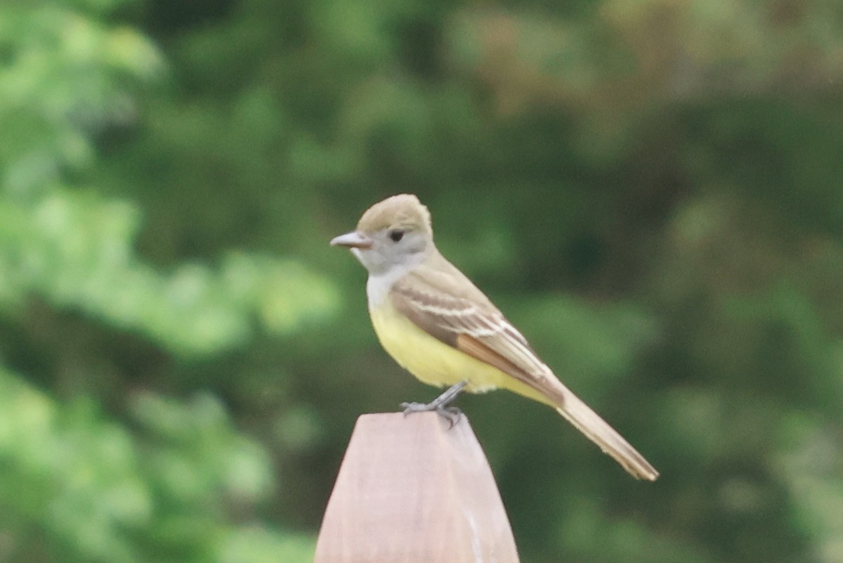 Great Crested Flycatcher - ML619147418