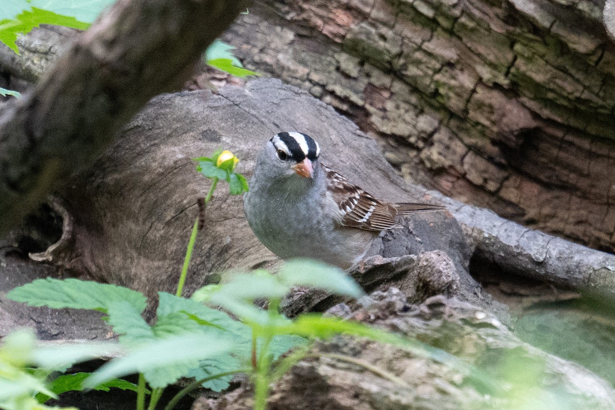 White-crowned Sparrow - ML619147427