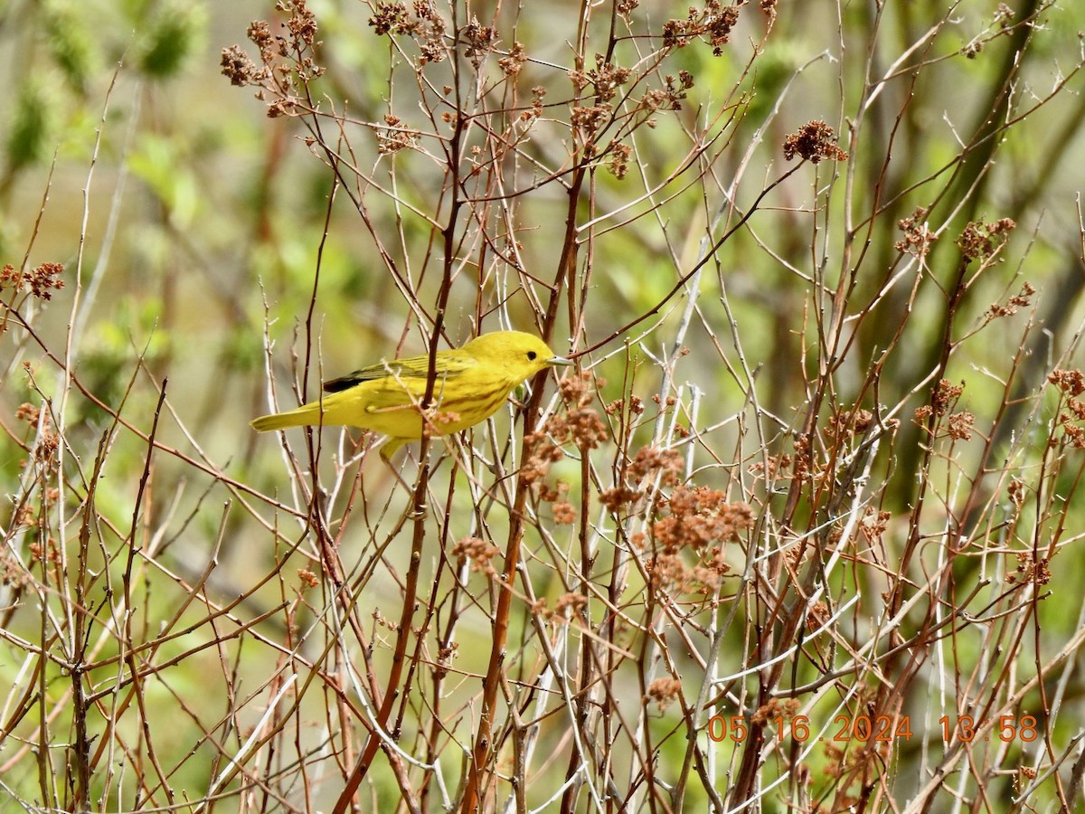 Yellow Warbler - ML619147446