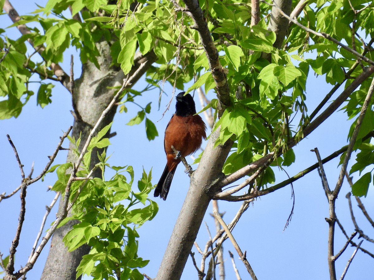 Orchard Oriole - ML619147458