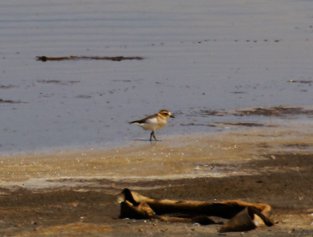 Double-banded Plover - ML619147461