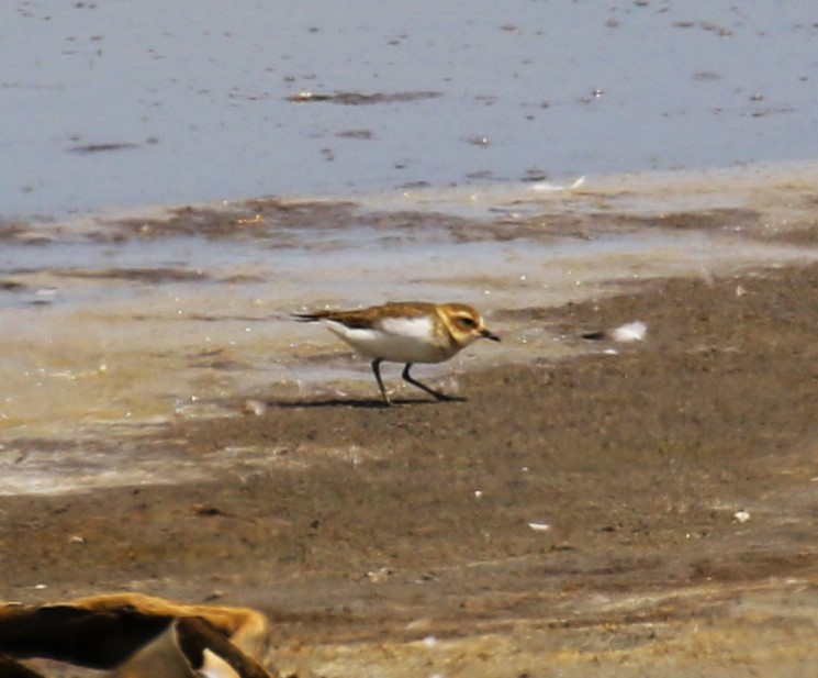 Double-banded Plover - ML619147462
