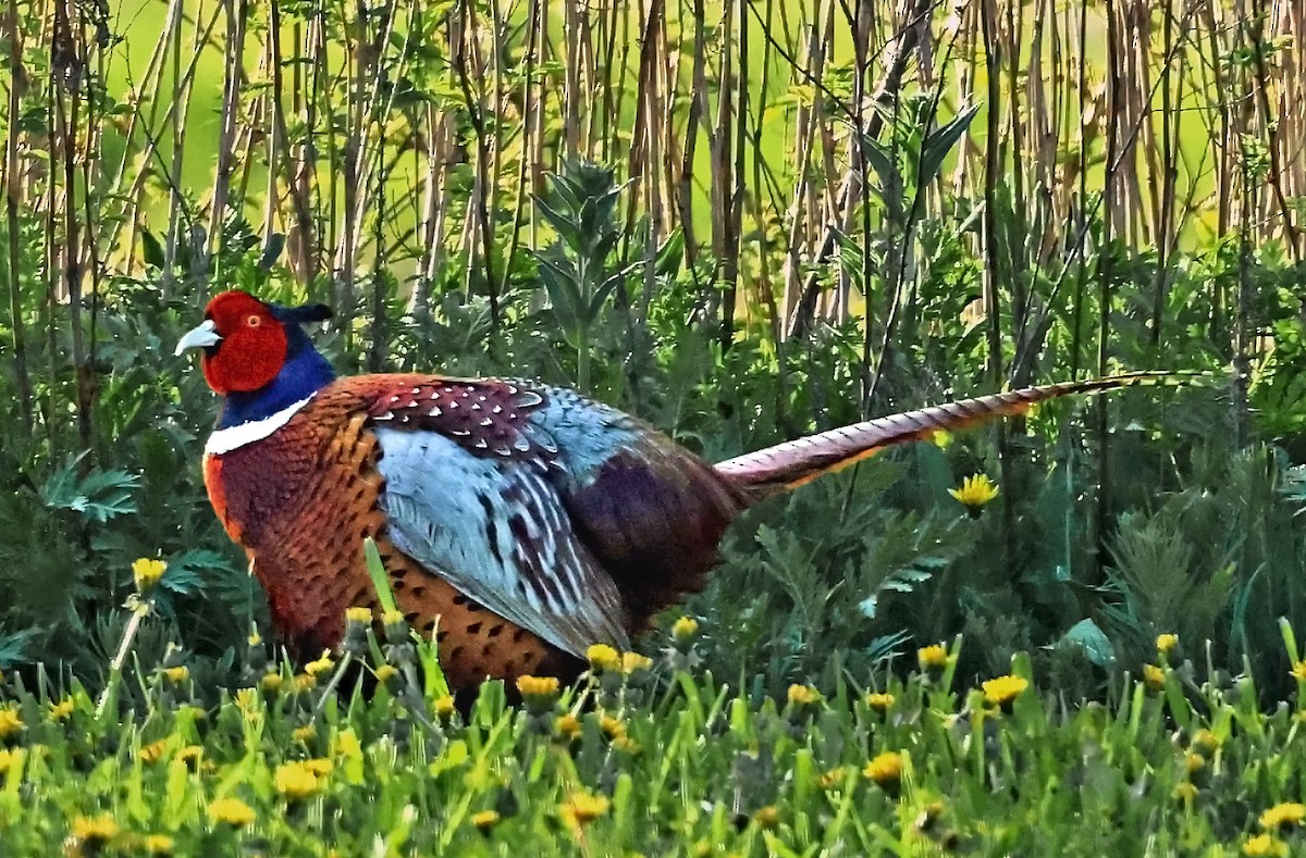 Ring-necked Pheasant - ML619147470