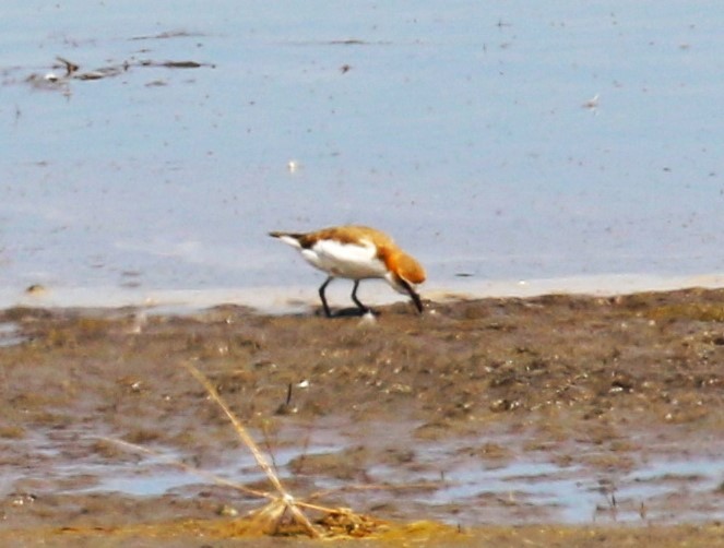 Red-capped Plover - ML619147494